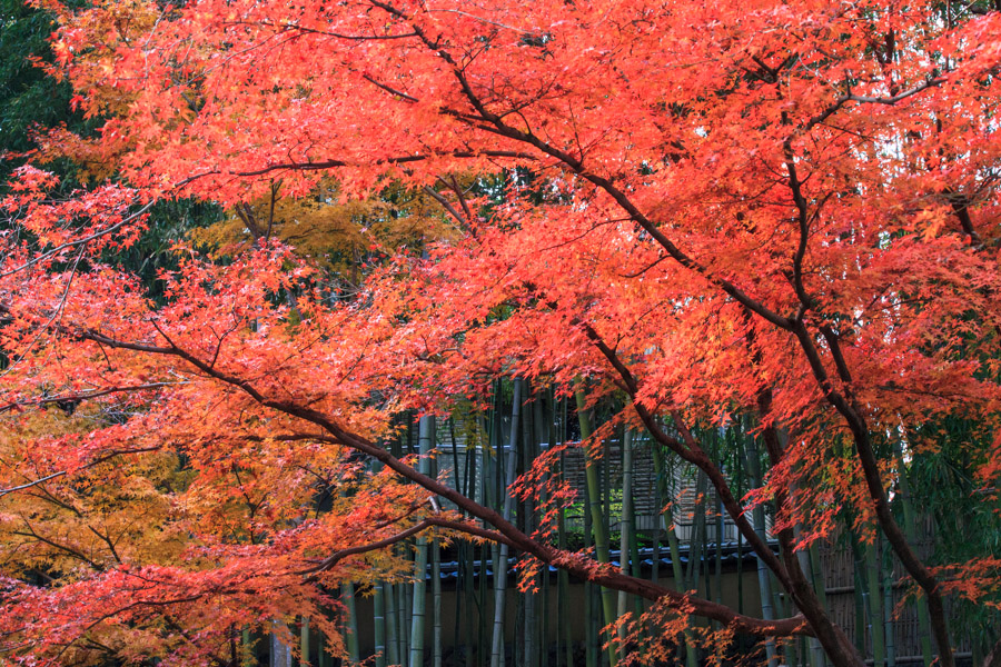 紅葉！　～北野天満宮～_b0128581_2121775.jpg