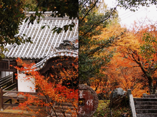 雨上がりの紅葉　三谷公園金剛童子へ♪_d0179983_11241747.jpg