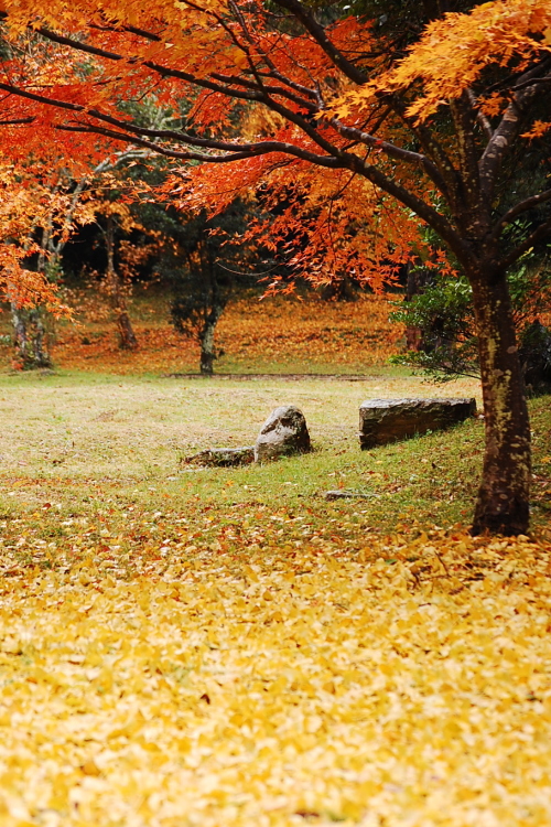 雨上がりの紅葉　三谷公園金剛童子へ♪_d0179983_11255399.jpg