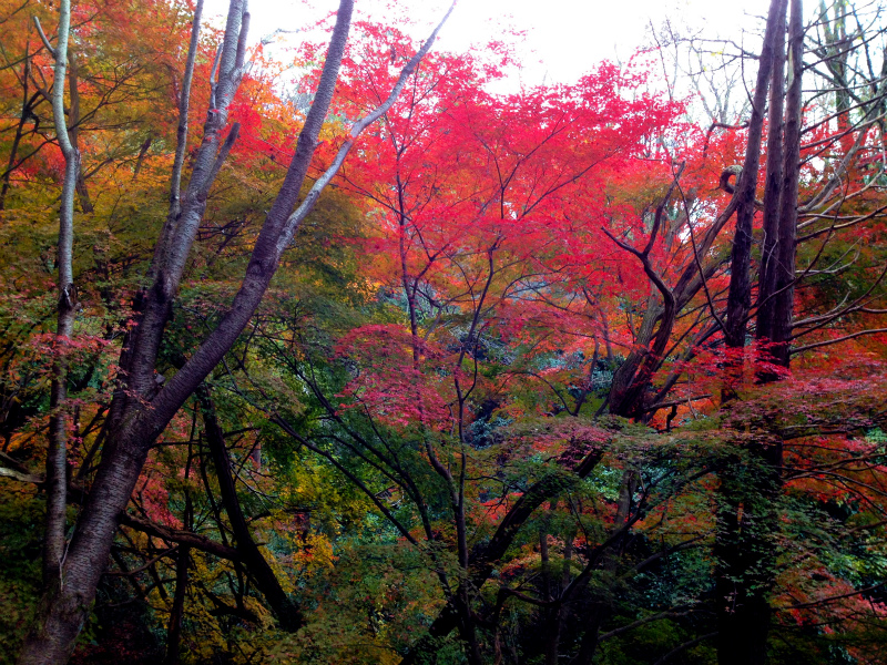 芦屋ロックガーデン+荒地山トレイルセッション 2012/11/22-24 _b0220886_2302135.jpg