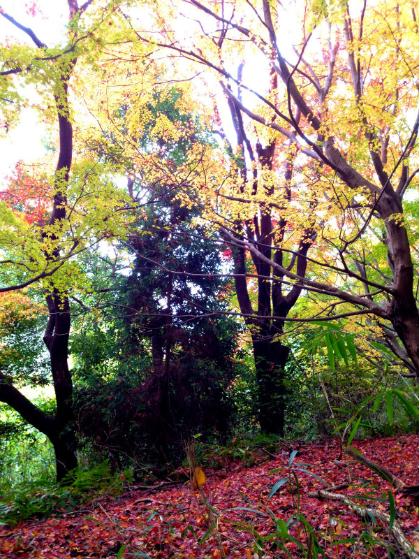 芦屋ロックガーデン+荒地山トレイルセッション 2012/11/22-24 _b0220886_230886.jpg
