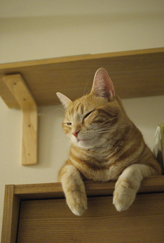 c0193788_852164.gif