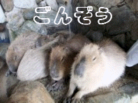 b0286989_16585282.gif