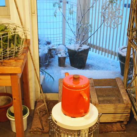 いよいよ雪です。エルダーフラワーにも雪が。_a0292194_2321567.jpg