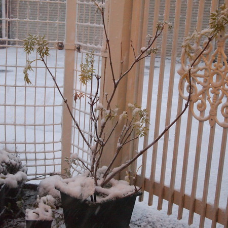 いよいよ雪です。エルダーフラワーにも雪が。_a0292194_2323369.jpg