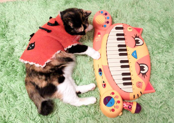 【にゃんこピアノ♪】アーティスティックな贈物ッ_d0224894_16234120.jpg