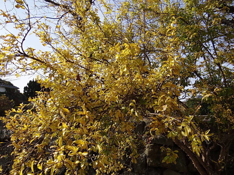 f0204094_9395581.jpg