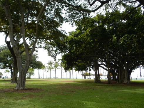 ALOHA!　HAWAII-airport&Kapiolani Park_a0093595_22152970.jpg