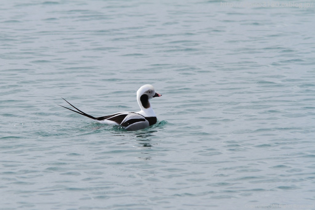 『思い出の野鳥～冬』_b0244602_22433185.jpg