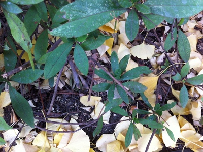 借地の無償返還契約書、そして永田町の紅葉_d0054704_1232925.jpg