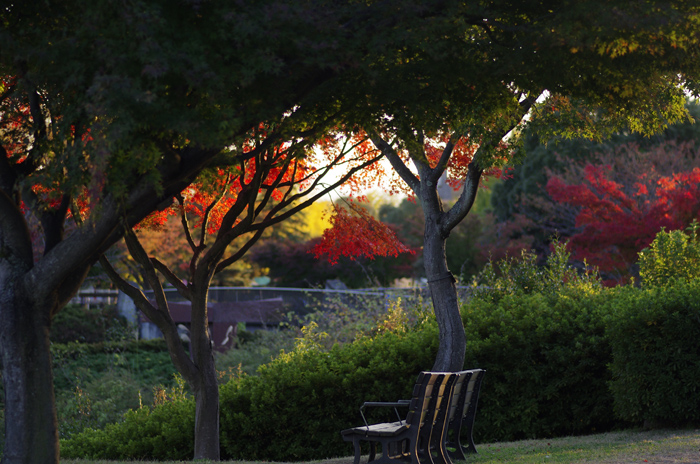 昭和記念公園　紅葉　その他_b0151409_2157352.jpg