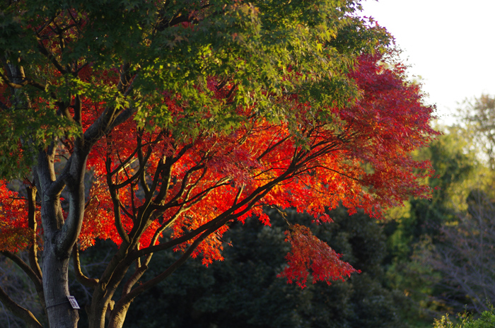 昭和記念公園　紅葉　その他_b0151409_21573795.jpg