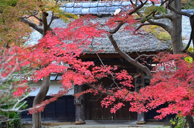 紅葉　円覚寺_d0065116_20435133.jpg