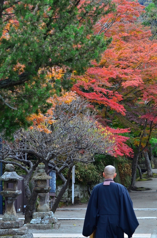 紅葉　円覚寺_d0065116_20533236.jpg