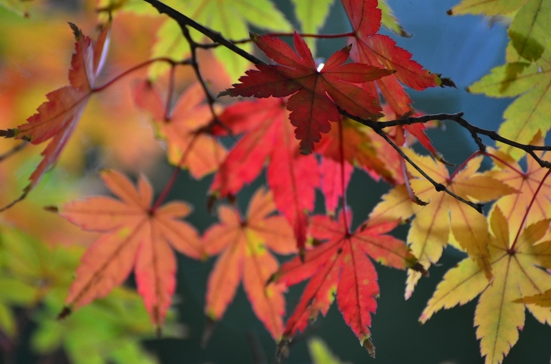 紅葉　円覚寺_d0065116_2053551.jpg