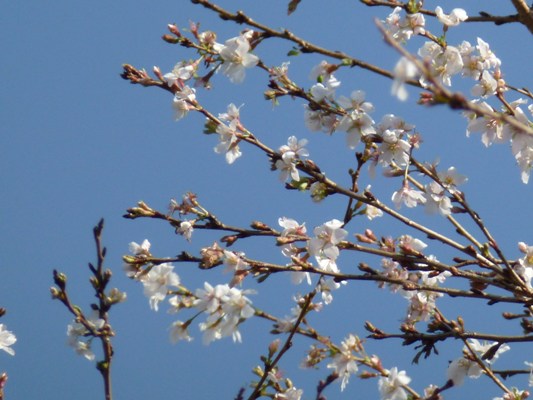 冬の桜？_c0042418_9264476.jpg