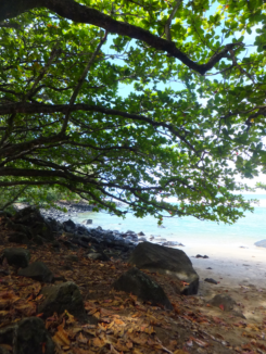 カウアイ島旅行③　ノースショア　スパのような海の水_f0227218_2146393.png