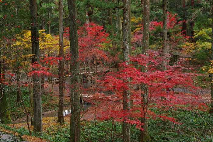 小国神社(静岡県周智群森町)_c0047422_19223249.jpg