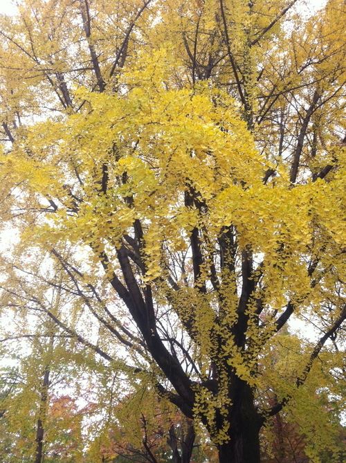 今週のお花とセール情報_a0200423_201124.jpg