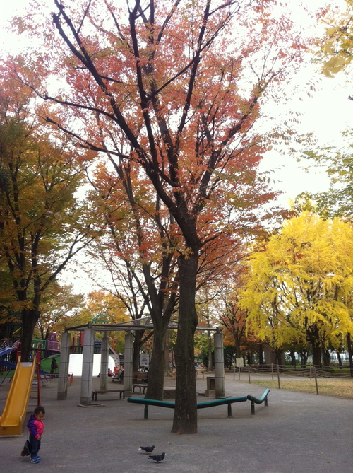 今週のお花とセール情報_a0200423_204893.jpg