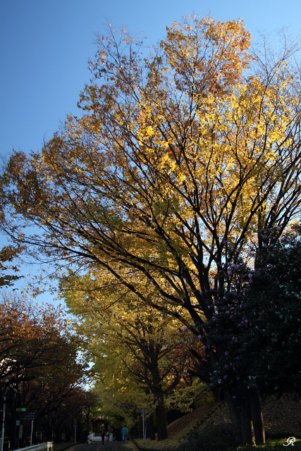 2012 紅葉　東工大サクラ＋イチョウ＋ケヤキ＋プラタナス_c0161624_19452414.jpg