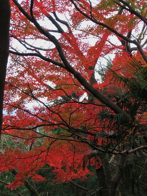 紅葉狩り　一言主神社から九品寺　2012年11月28日_e0106724_18512623.jpg