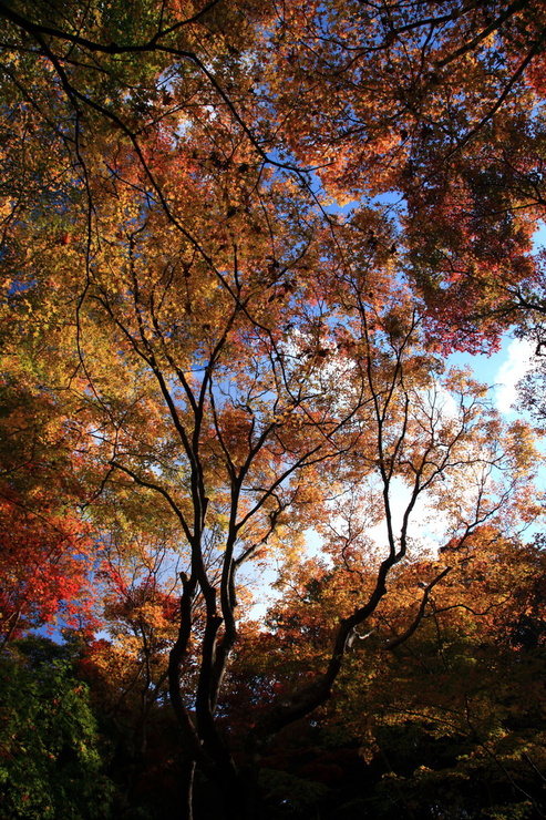 京都紅葉散策_b0164726_2343193.jpg