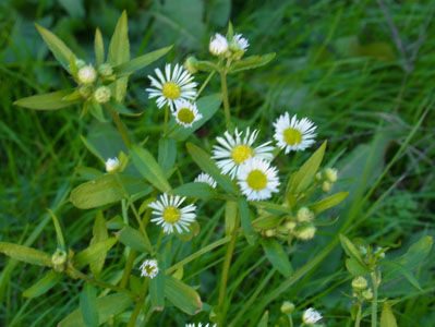 堤防のヘラバヒメジョン lesser daisy fleabane_f0206939_2113213.jpg