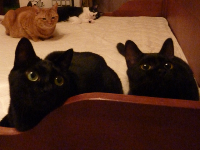 天使になった猫 のぇる編。_a0143140_1133358.jpg