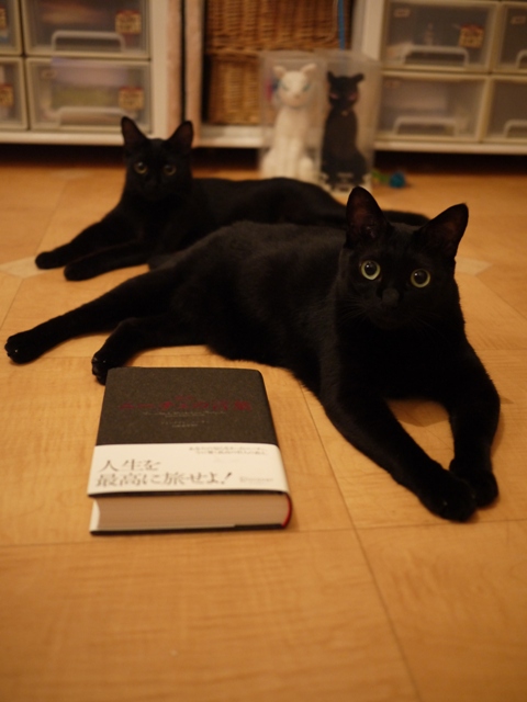 天使になった猫 のぇる編。_a0143140_11375532.jpg