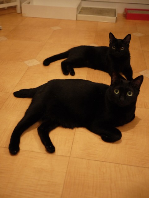 天使になった猫 のぇる編。_a0143140_1155536.jpg