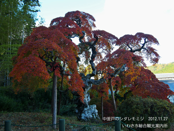 11月28日 水 中釜戸のシダレモミジと龍神峡の紅葉 いわき市の四季観光ブログ 11月28日 水 中釜戸のシダレモミジと龍神峡の紅葉 いわき市の四季観光ブログ