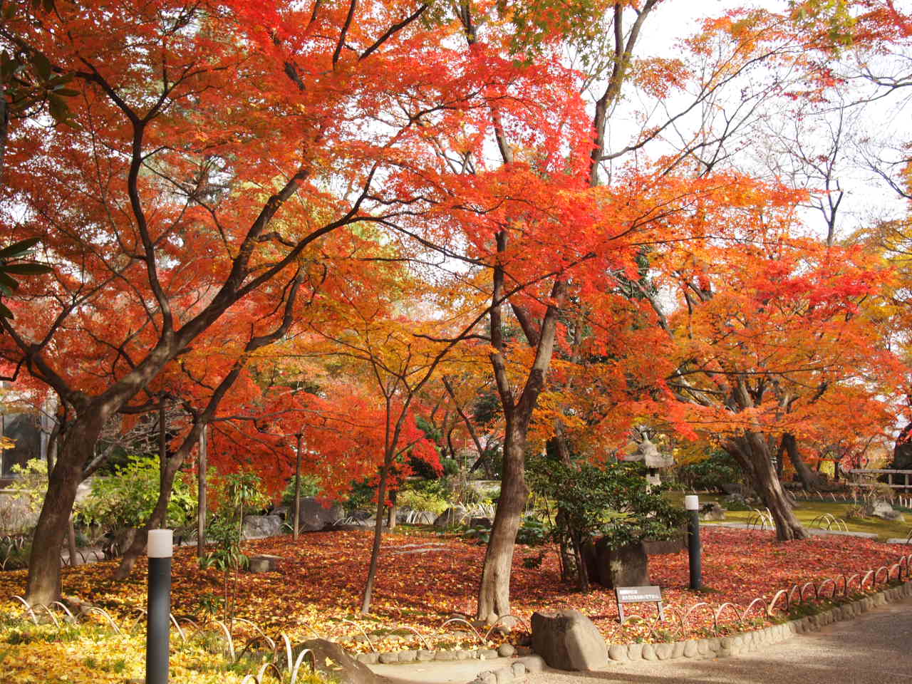 秋山の千葉の彩りと蒼い時間_a0212656_2247998.jpg