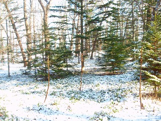 e0004756_21564951.jpg