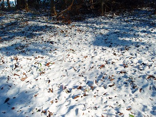 e0004756_22123339.jpg