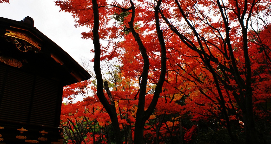 相楽園は神戸の紅葉の隠れスポット_b0063958_20222247.jpg