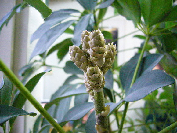 観葉植物のカポックに花が…_c0135361_9531942.jpg