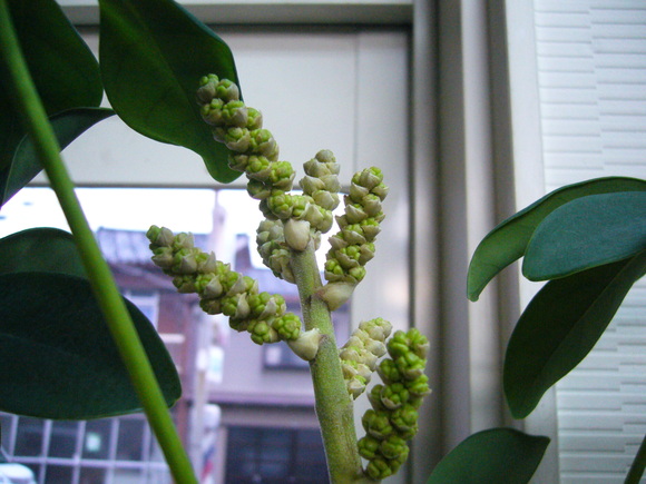 観葉植物のカポックに花が…_c0135361_953214.jpg