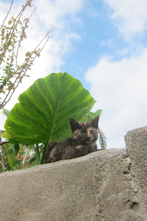 sabiko vs. tanuko._c0153966_11173273.jpg