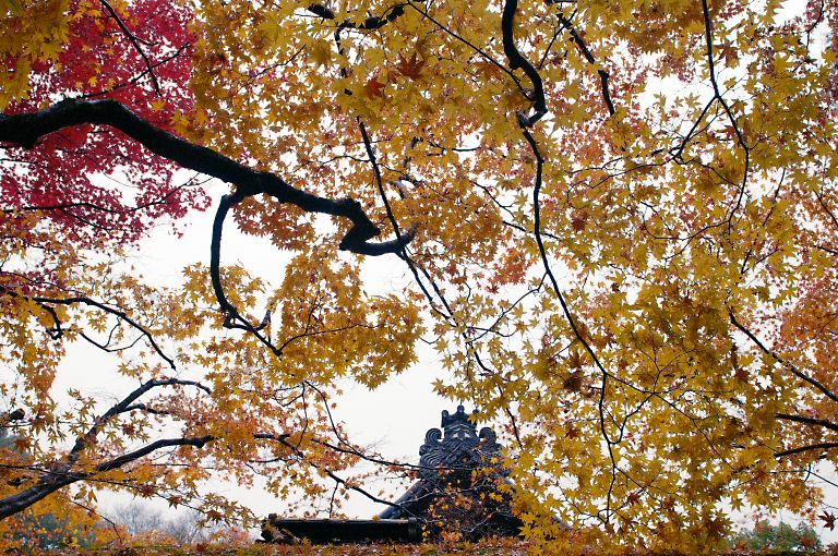 京都アッシー君で雨の大徳寺など　20121126_a0050572_23352223.jpg