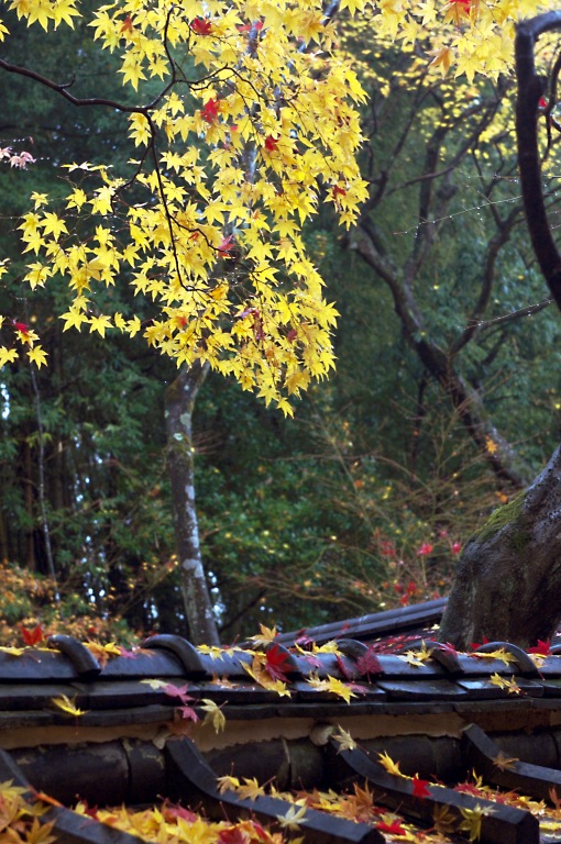 京都アッシー君で雨の大徳寺など　20121126_a0050572_23353877.jpg