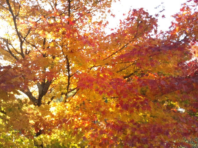 念願の紅葉 時を切り裂く音、、_d0230676_1740859.jpg