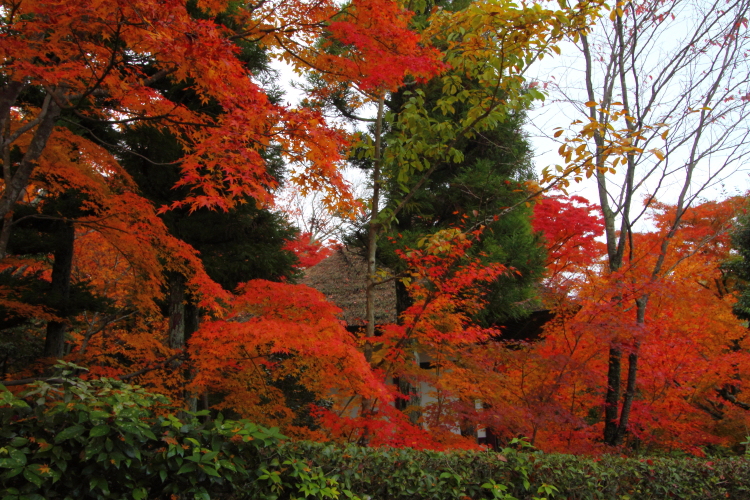 常寂光寺_e0051888_348143.jpg