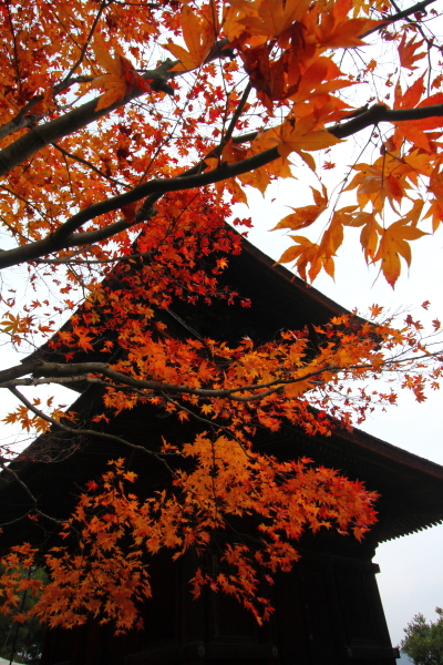 常寂光寺_e0051888_349193.jpg