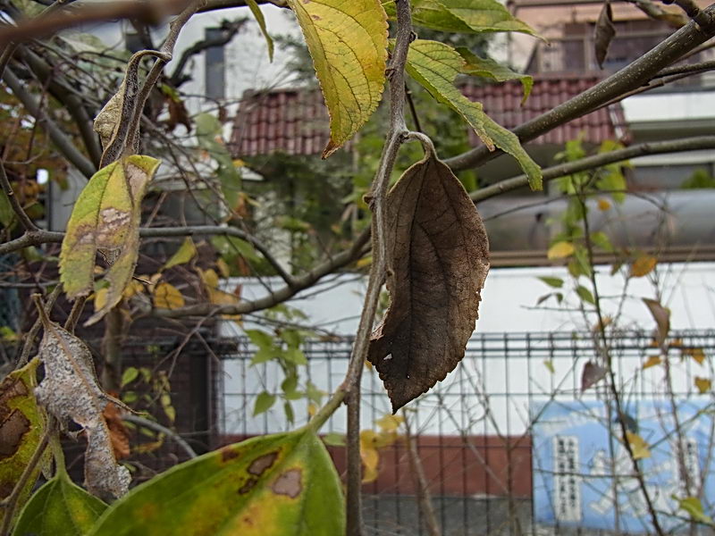 f0204094_18313941.jpg