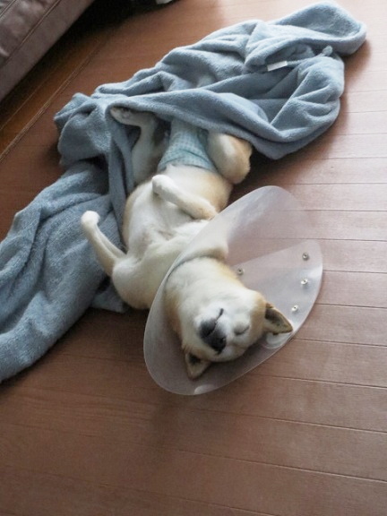 寝相が悪い犬 柴 と 生 活