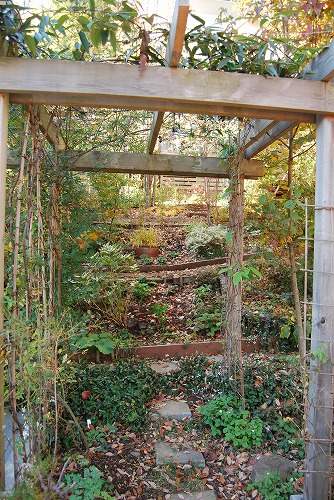 11月の庭…その1_c0124100_1722739.jpg
