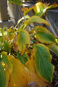 c0124100_17371488.jpg