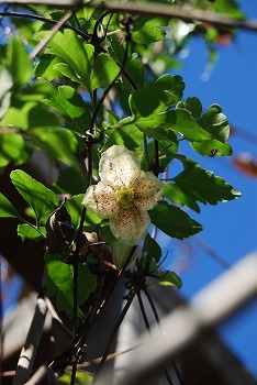 c0124100_1737305.jpg