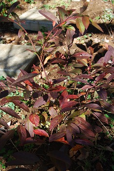 c0124100_17374097.jpg
